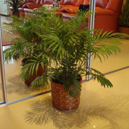 Plantele decorative de interior si sanatatea